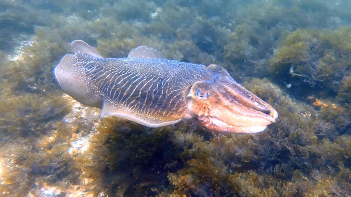 A common cuttlefish hovering over the reef at a Marbella dive site, filmed on a dive with Visitar Marbella