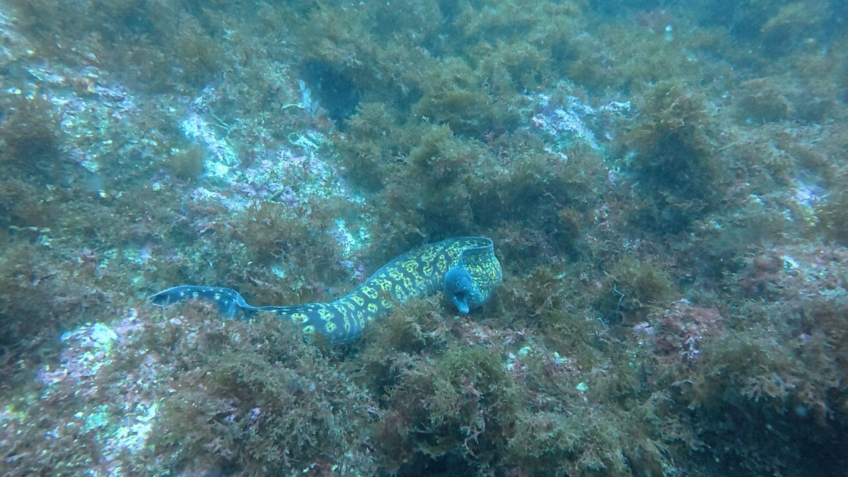 A Mediterranean moray eel crossing the reef at a Marbella dive site, filmed on a dive with Visitar Marbella