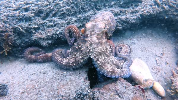 Octopus at El Galeón dive site, Marbella