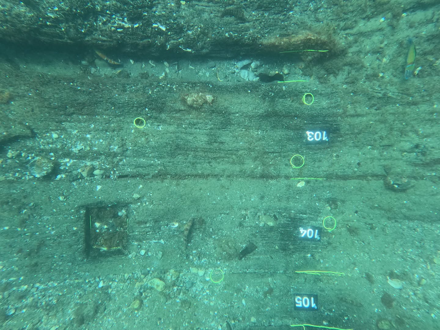 The hull timbers of the Fernando at the El Gale&oacute;n dive site, San Pedro, Marbella